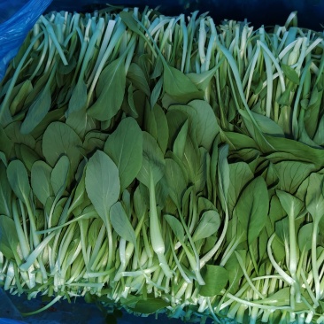 精品鸡毛菜