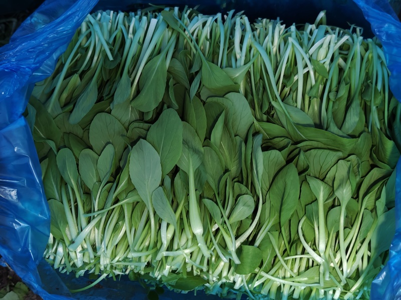 精品鸡毛菜