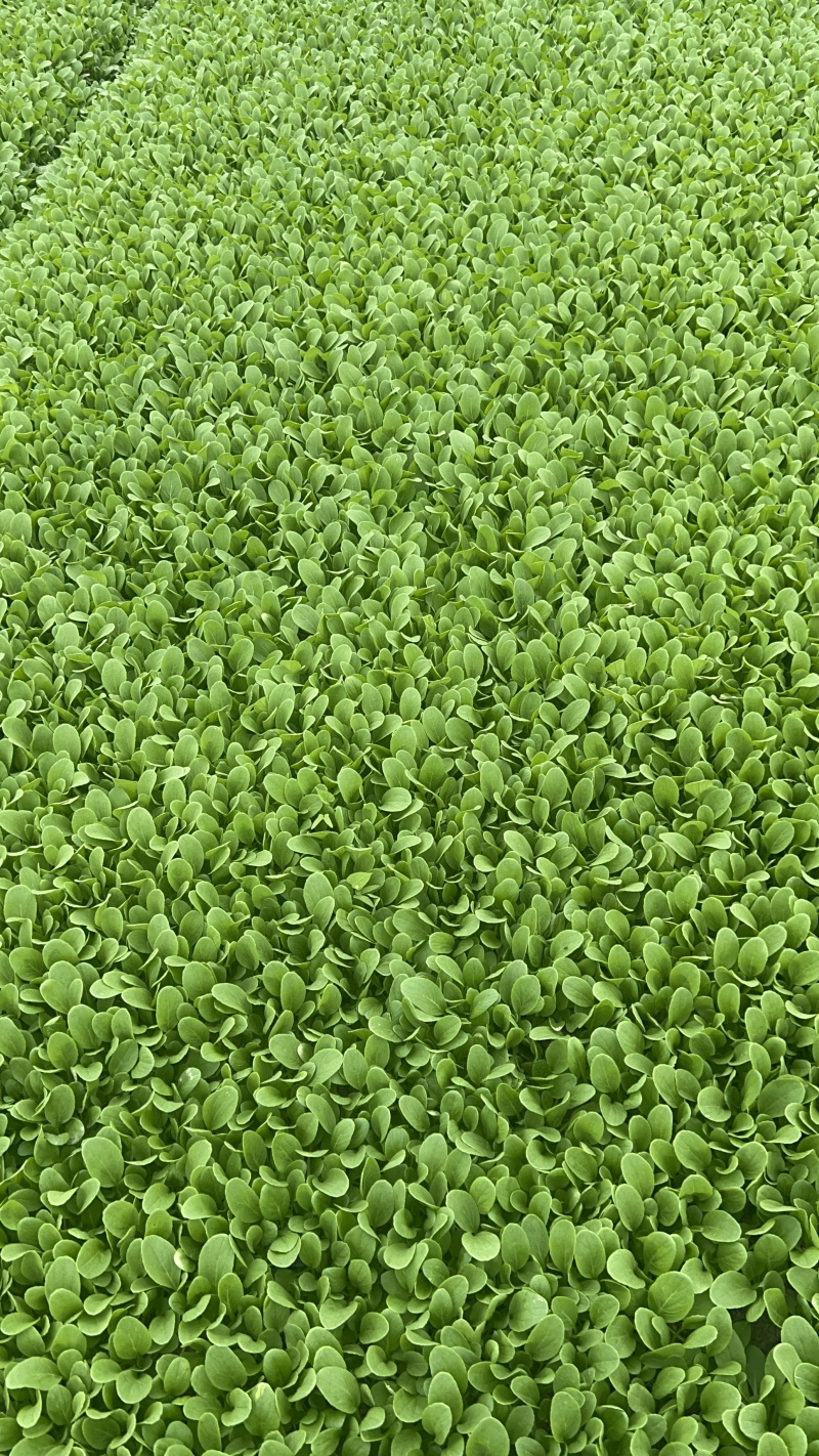 精品鸡毛菜