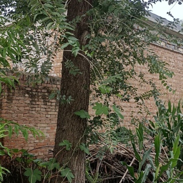 山东菏泽定陶区大榆树