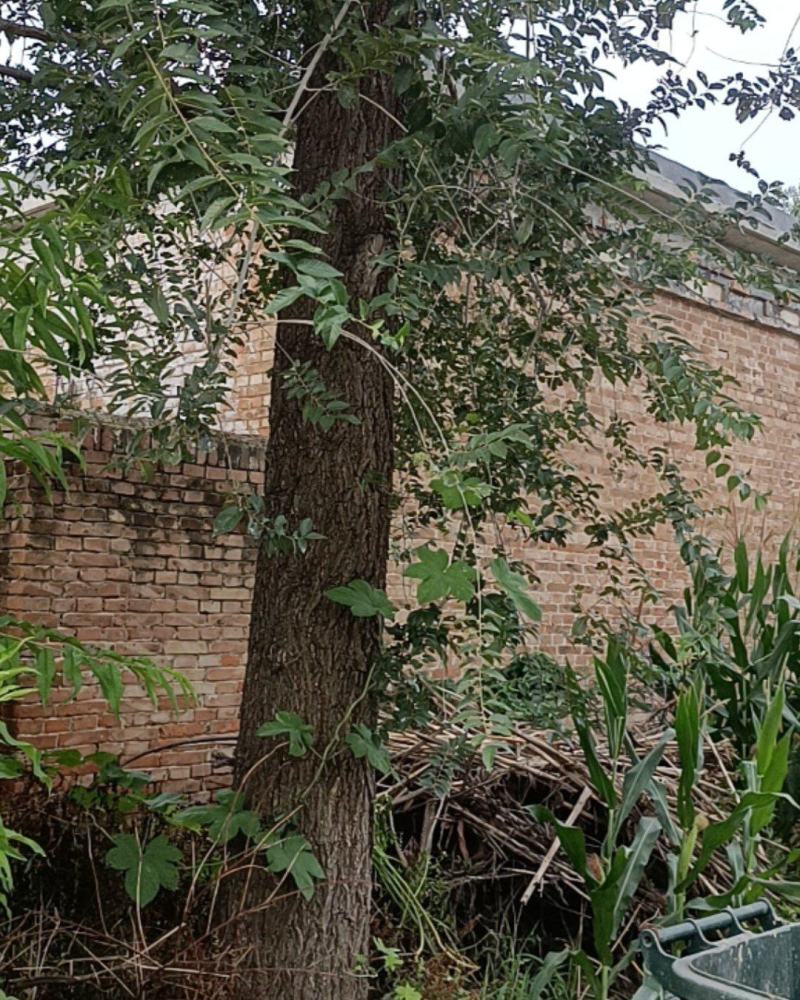 山东菏泽定陶区大榆树