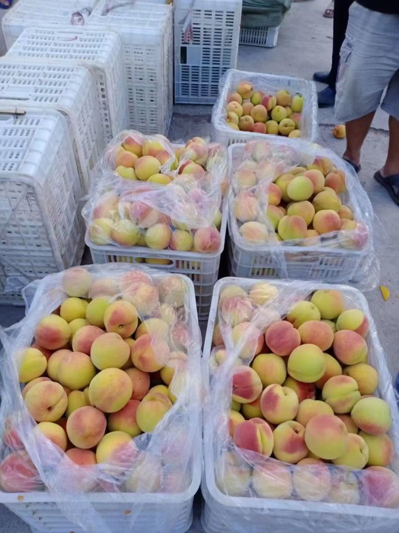 湖南麻阳高山黄桃🍑🍑
