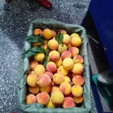 湖南麻阳高山黄桃🍑🍑
