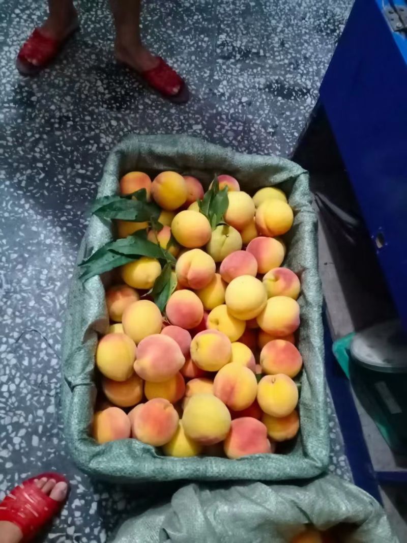 湖南麻阳高山黄桃🍑🍑
