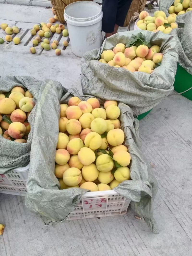 湖南麻阳高山黄桃🍑🍑