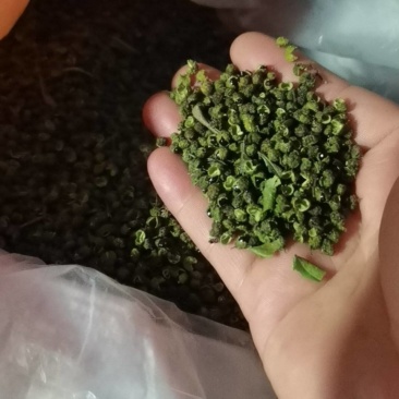 云南昭通巧家县东坪镇青花椒