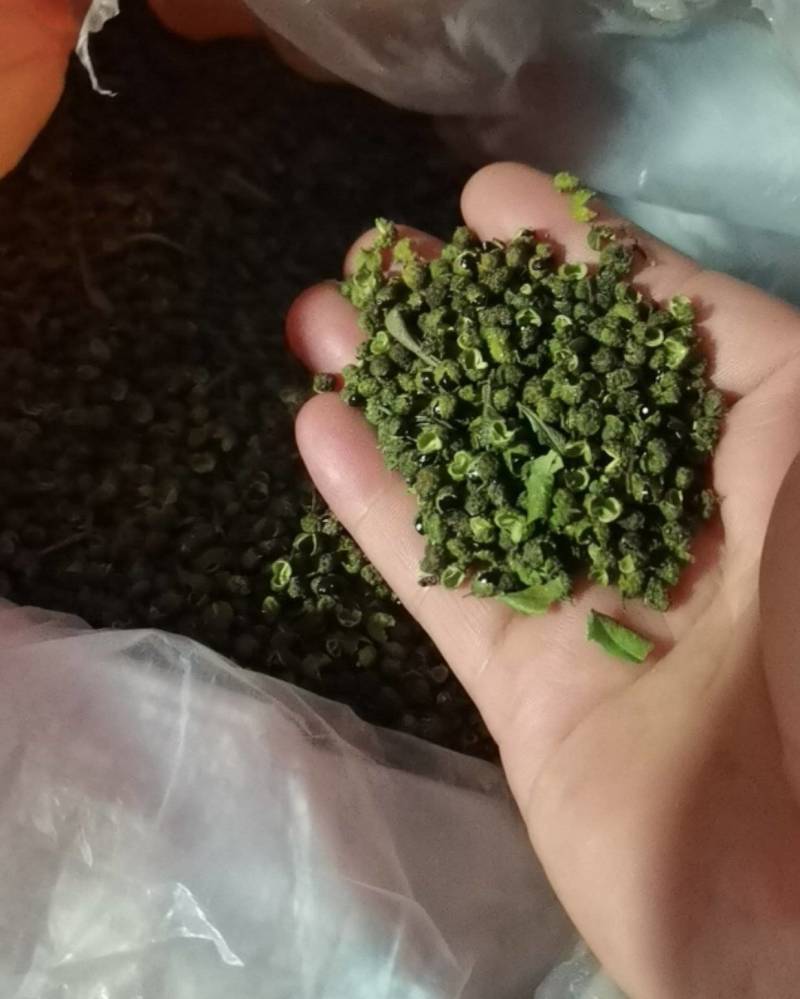 云南昭通巧家县东坪镇青花椒