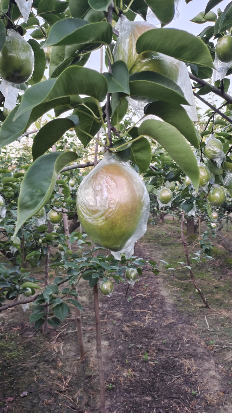 鸭梨媚梨七号新梨七号自家种植约1.5万斤。