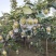 鸭梨媚梨七号新梨七号自家种植约1.5万斤。