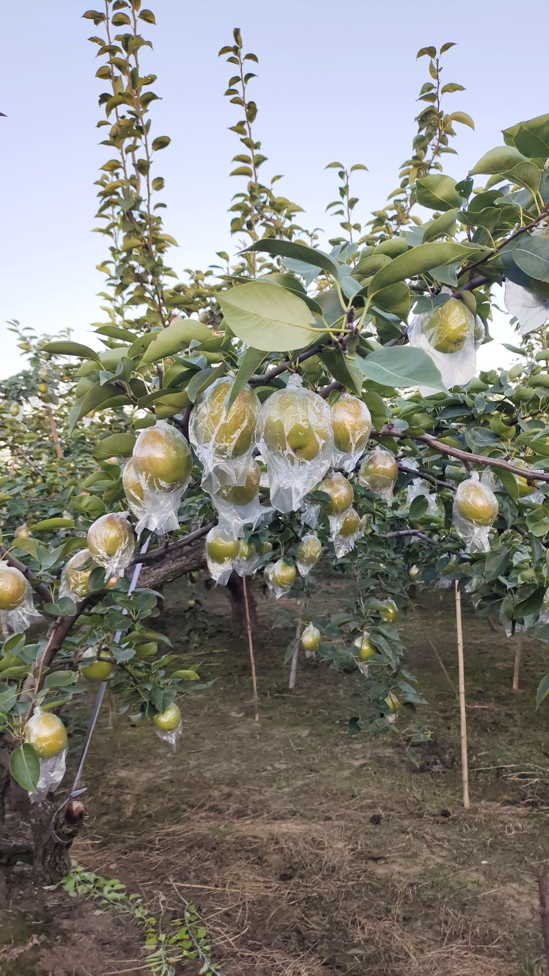 鸭梨媚梨七号新梨七号自家种植约1.5万斤。
