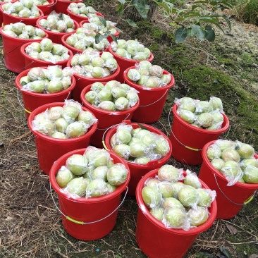鸭梨媚梨七号新梨七号自家种植约1.5万斤。
