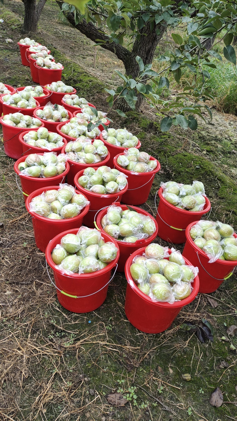 鸭梨媚梨七号新梨七号自家种植约1.5万斤。