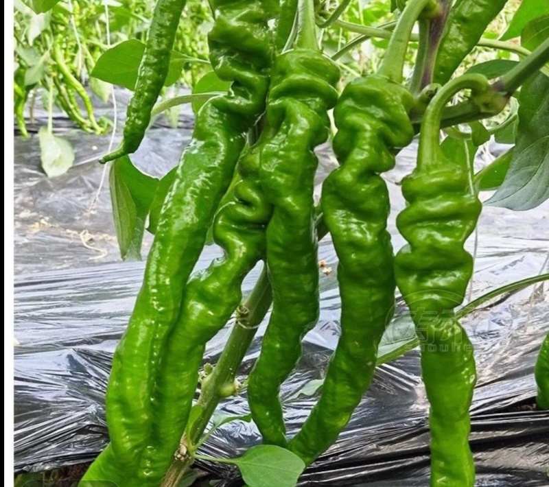 螺丝椒