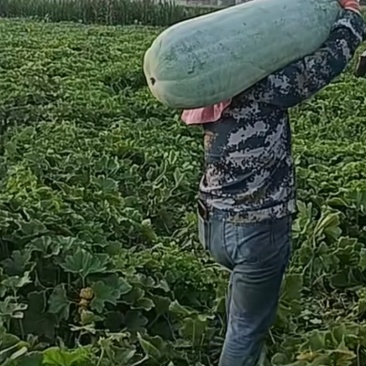 优质青皮大冬瓜