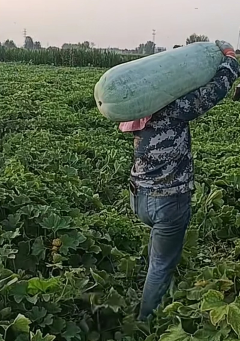 优质青皮大冬瓜