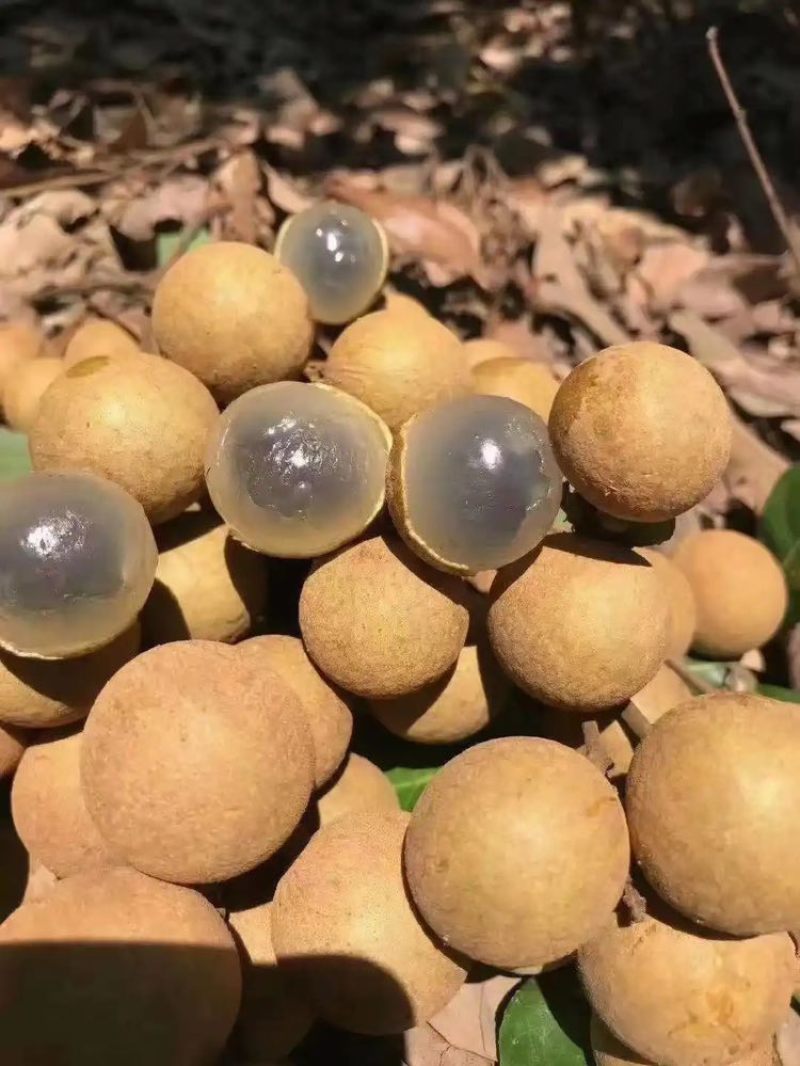 乌龙岭龙眼