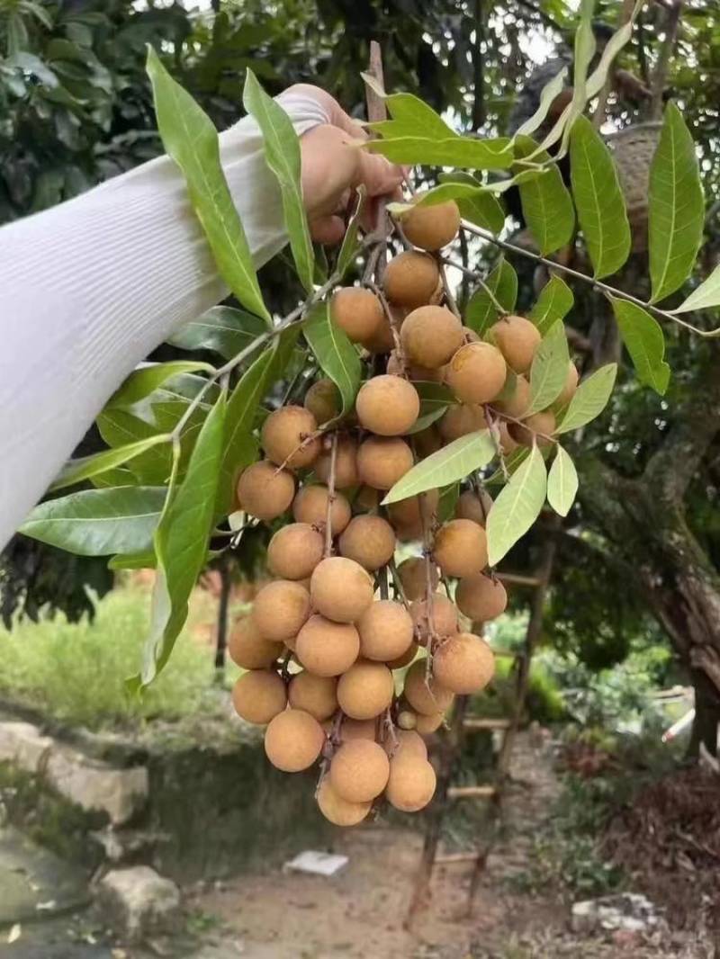 乌龙岭龙眼