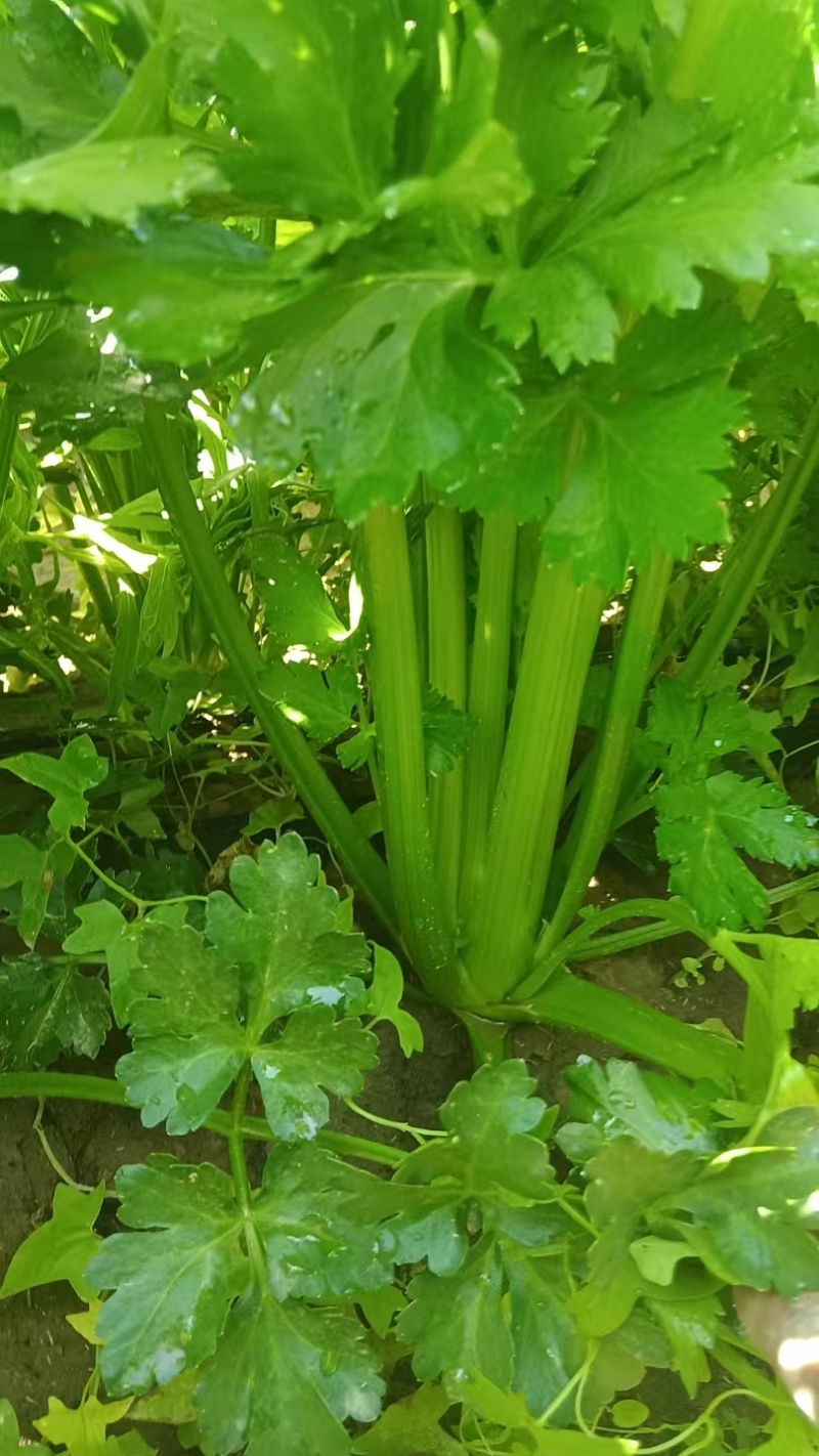 精品西芹