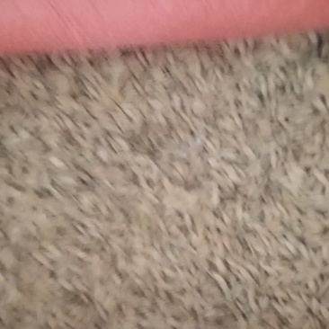 稻谷