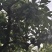 青脆李