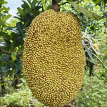 黄金菠萝蜜