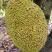 黄金菠萝蜜