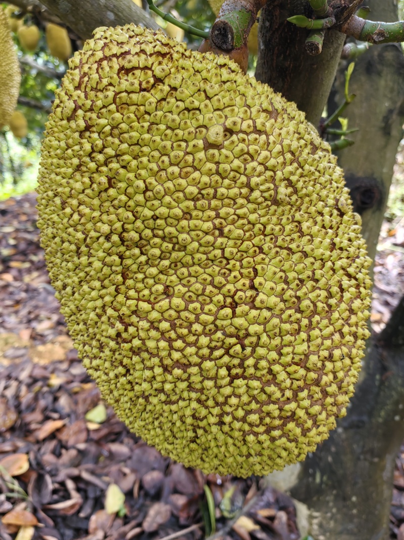 黄金菠萝蜜