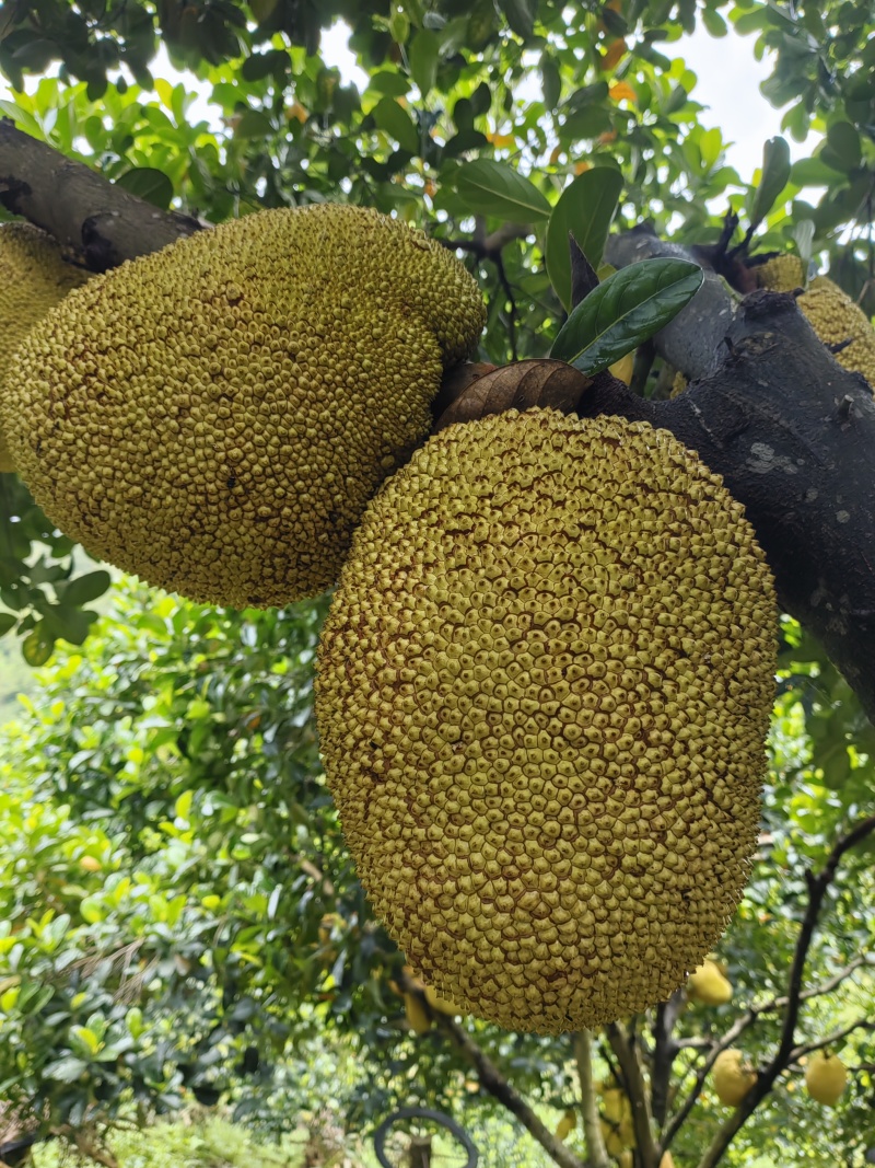 黄金菠萝蜜