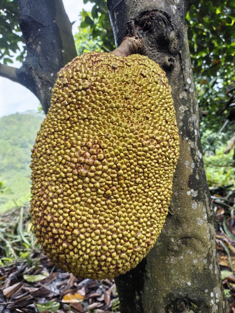 黄金菠萝蜜