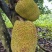 黄金菠萝蜜