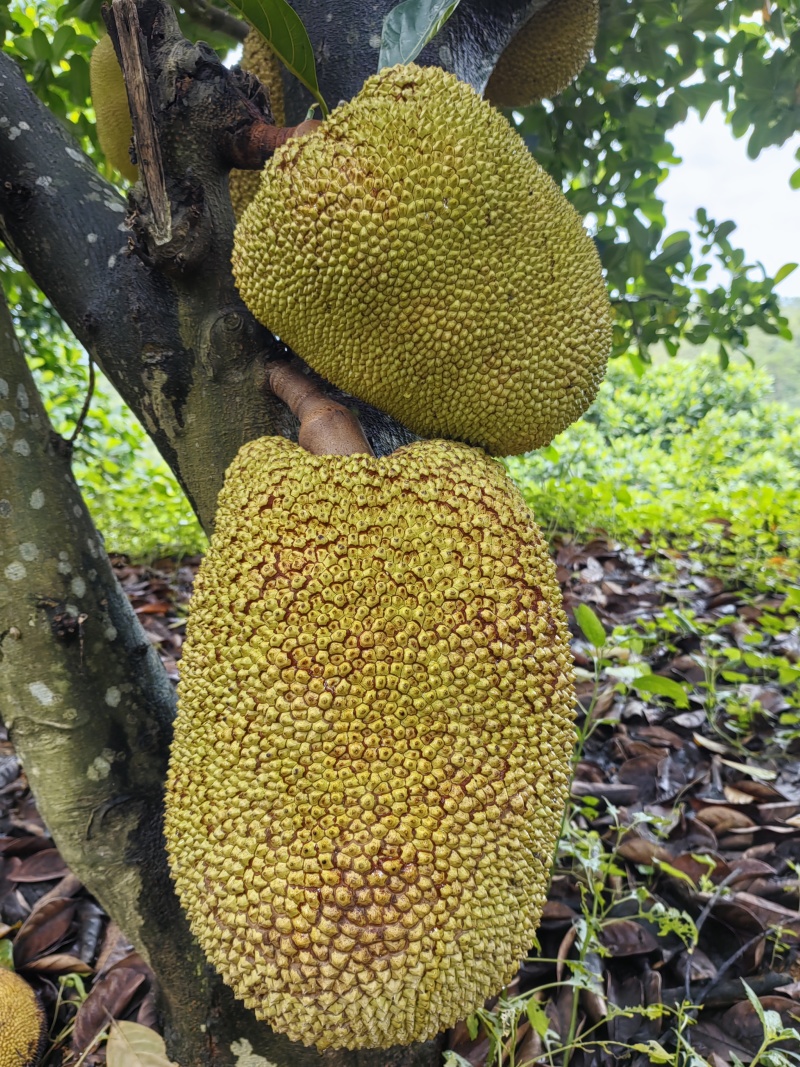 黄金菠萝蜜