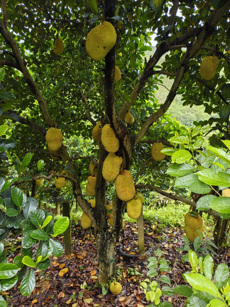 黄金菠萝蜜