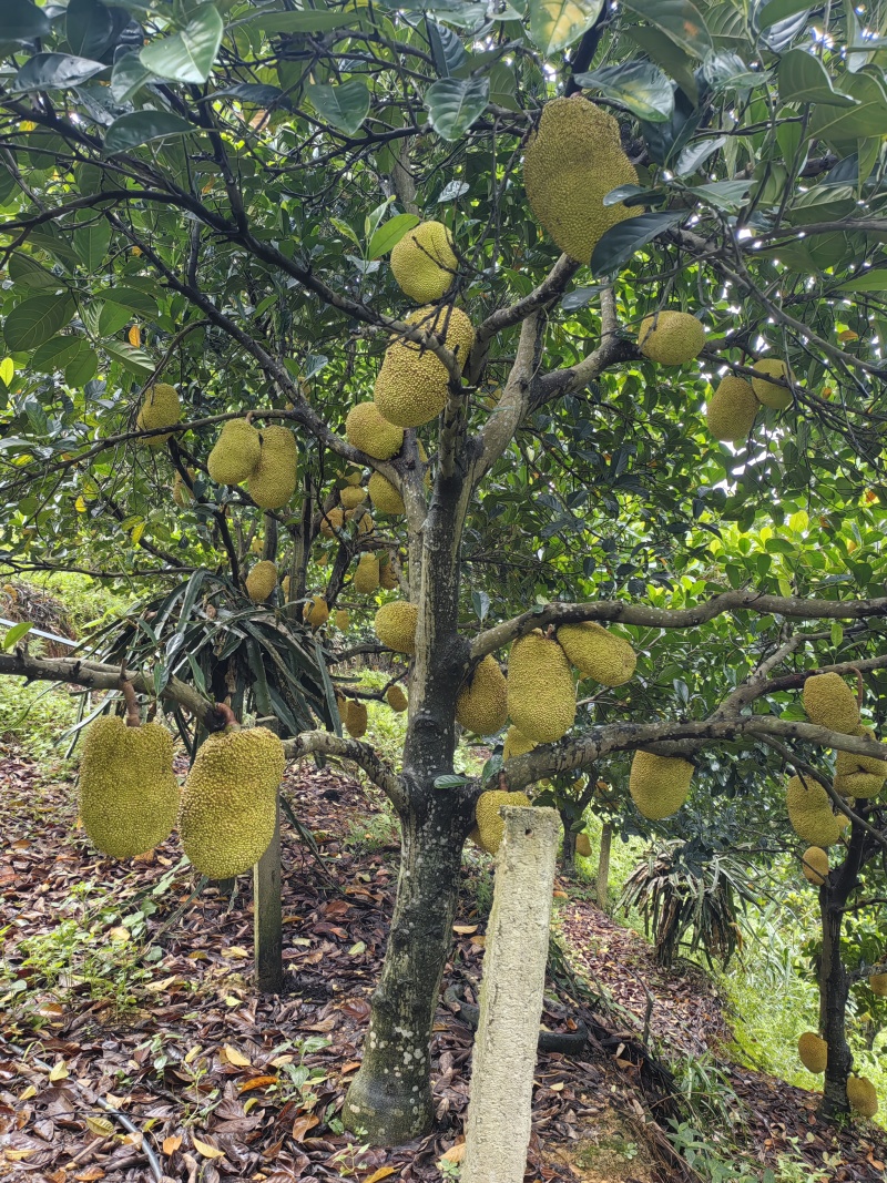 黄金菠萝蜜