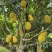 黄金菠萝蜜