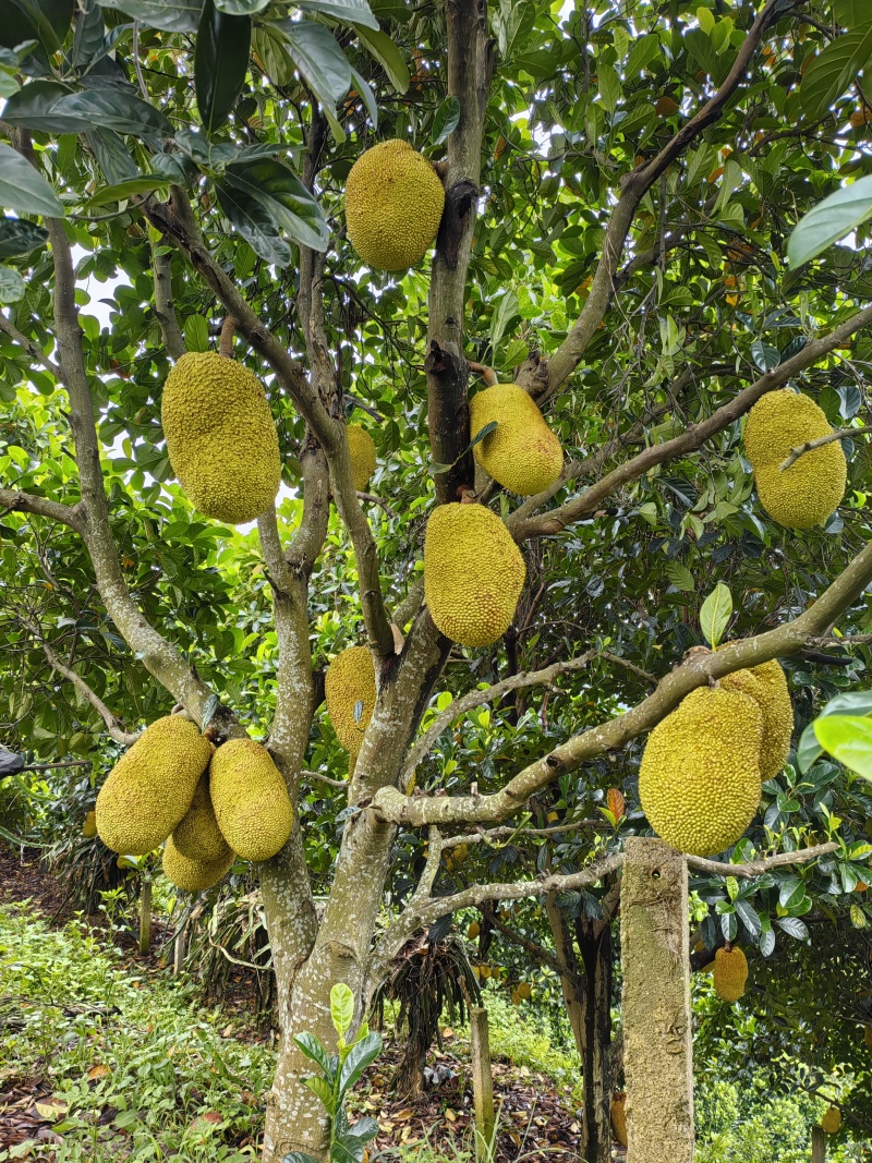 黄金菠萝蜜