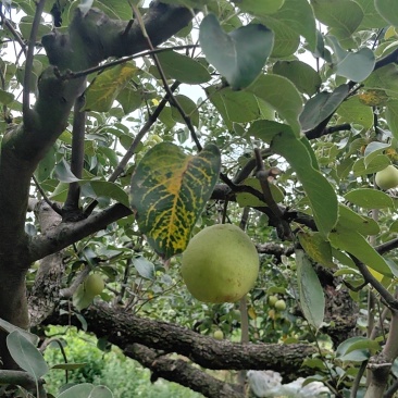 酥梨，杂梨