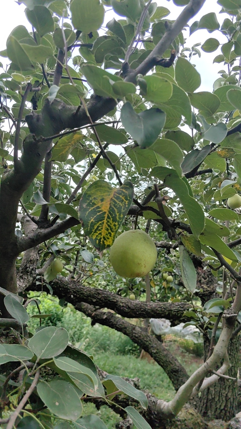 酥梨，杂梨