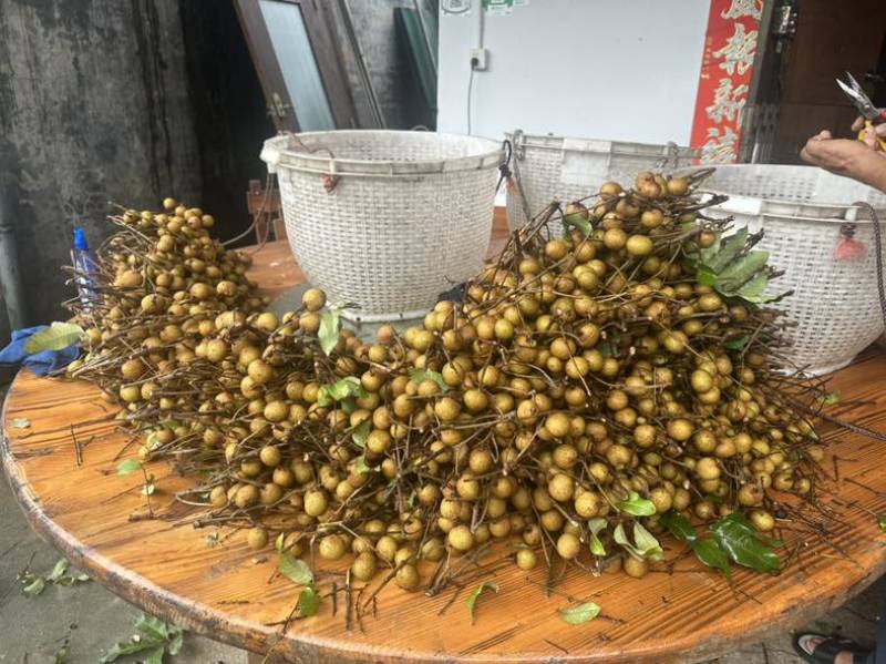 龙眼