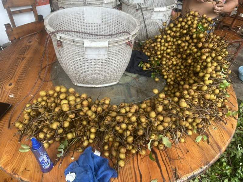 龙眼