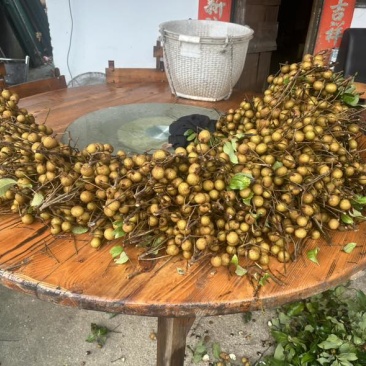龙眼