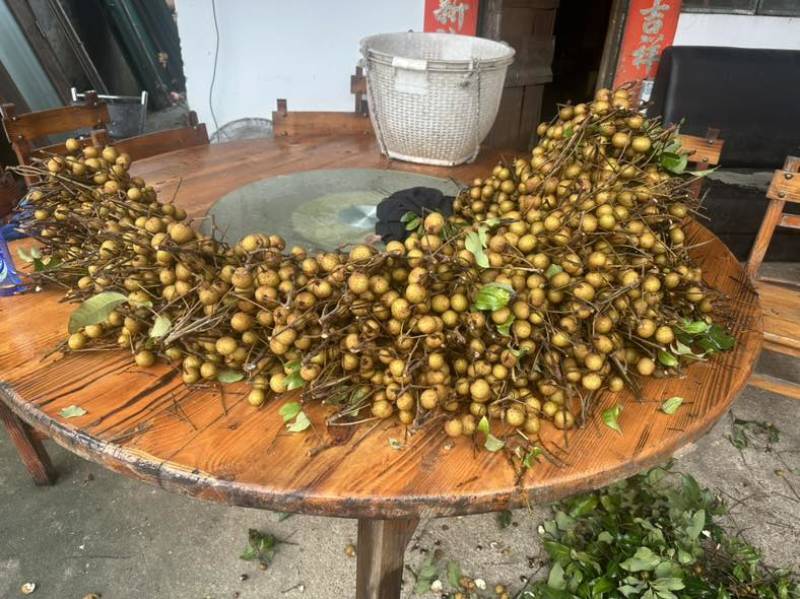 龙眼