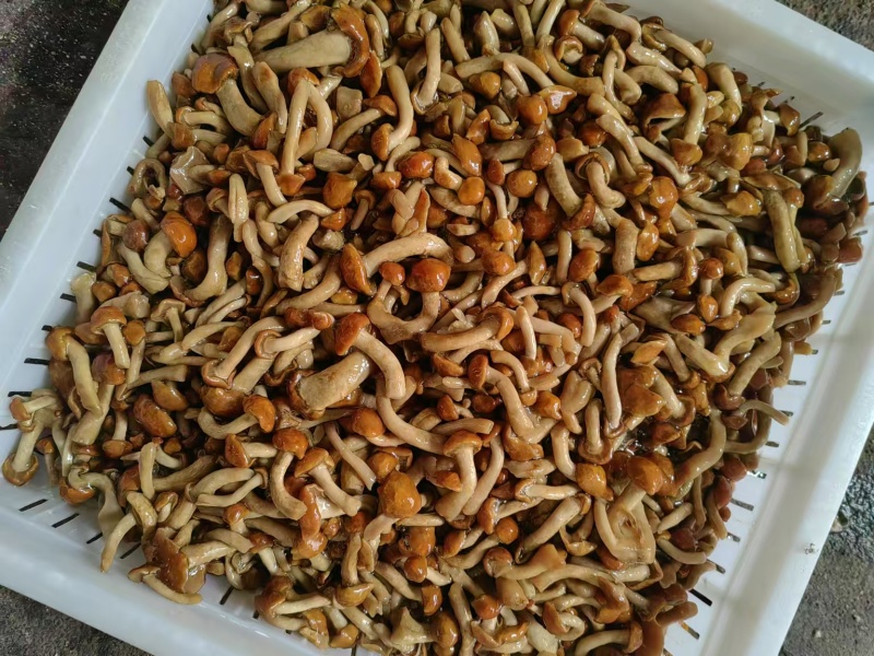 盐水滑子菇，库存200吨。
