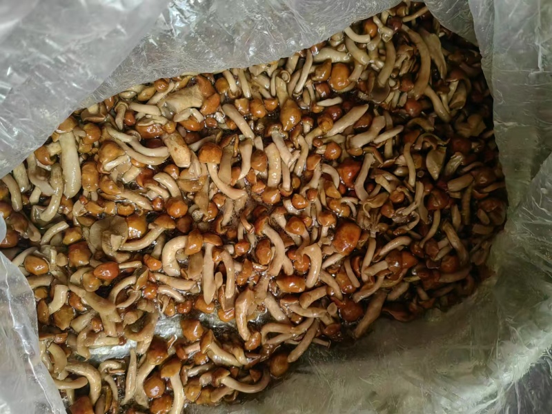 盐水滑子菇，库存200吨。