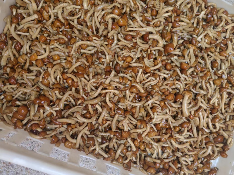 盐水滑子菇，库存200吨。