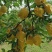 宣恩黄金梨