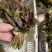 云南香椿芽
