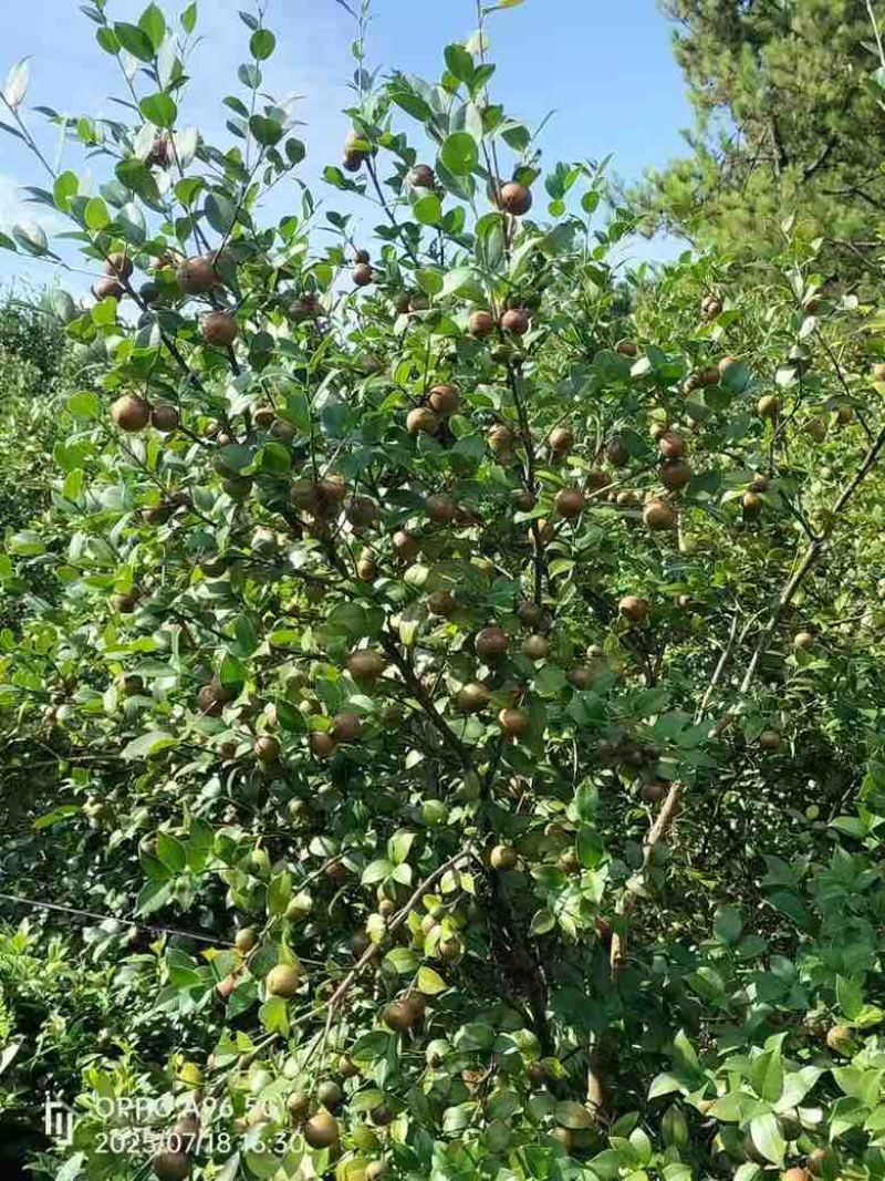 【推荐】广西野生茶油一手货源保证质量有需要联系