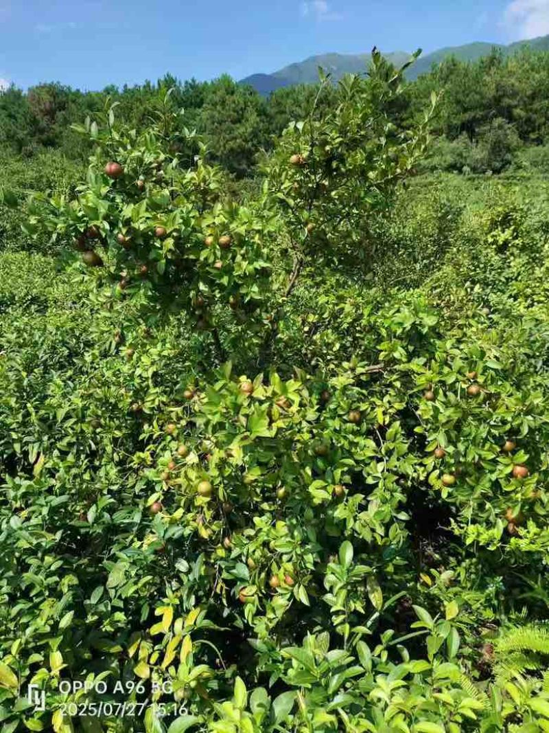 【精选】山茶油纯野生茶籽榨取一手货源***量大优惠