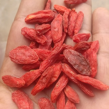 长期有货的厂家直销枸杞随时可聊优质保障