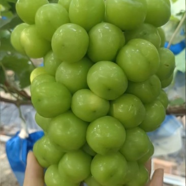 阳光玫瑰香脆甜